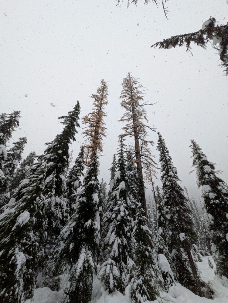 Twin larches standing above the other snow covered pines.