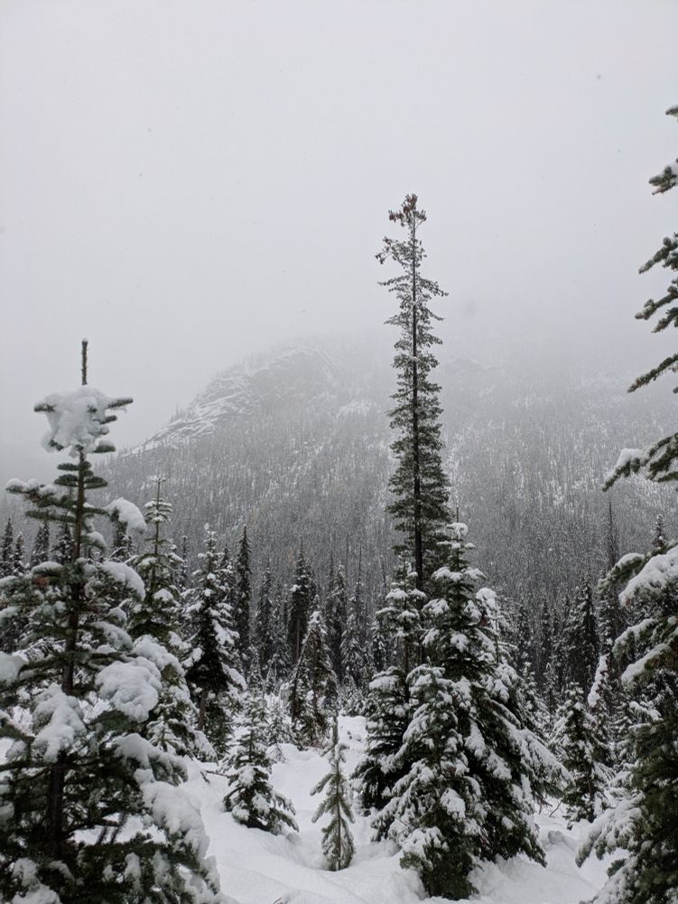 Snow-covered pine trees with deep snow covering the ground, a great forest covered mountain occluded by fog in the background.