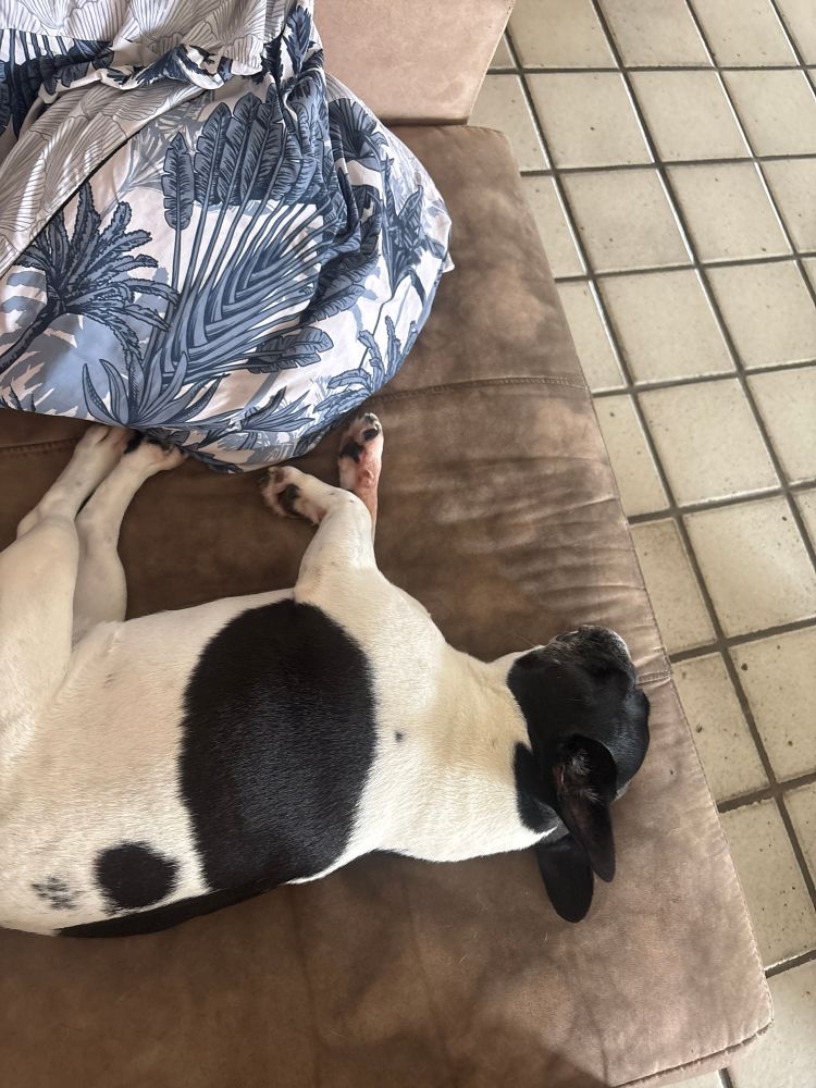 Melissa, my dog, sleeping peacefully on the sofa
