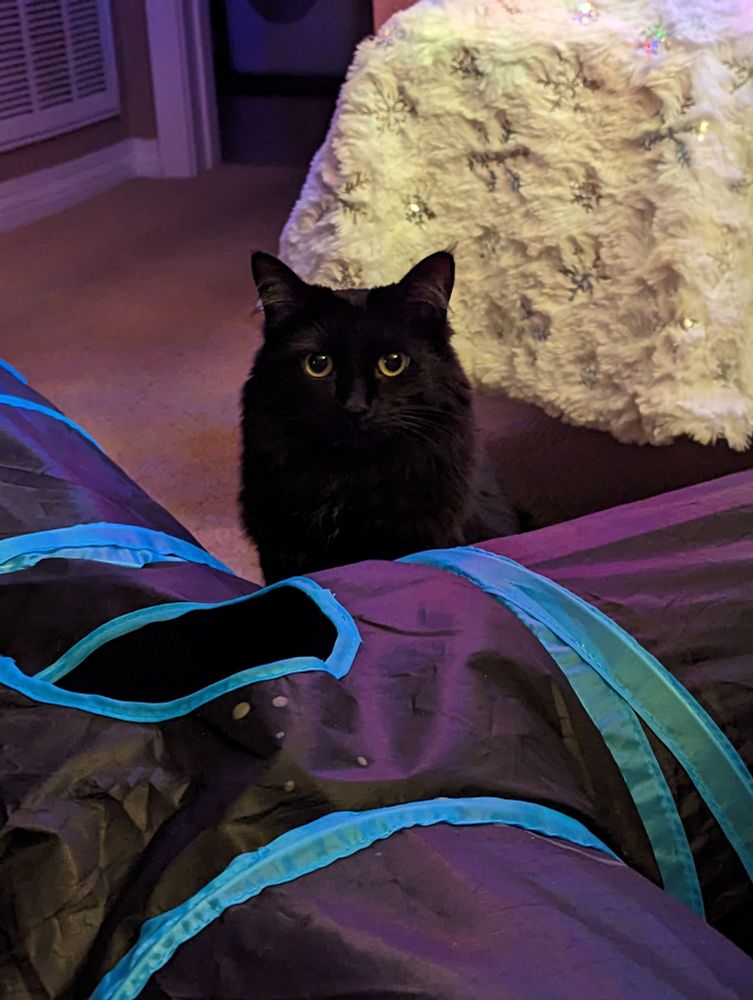 Nyx, a fluffy black cat with yellow-green eyes and wispy white ear fluffy sits looking over the top of a blue and black cat tunnel and in front of a white and silver Christmas tree skirt.