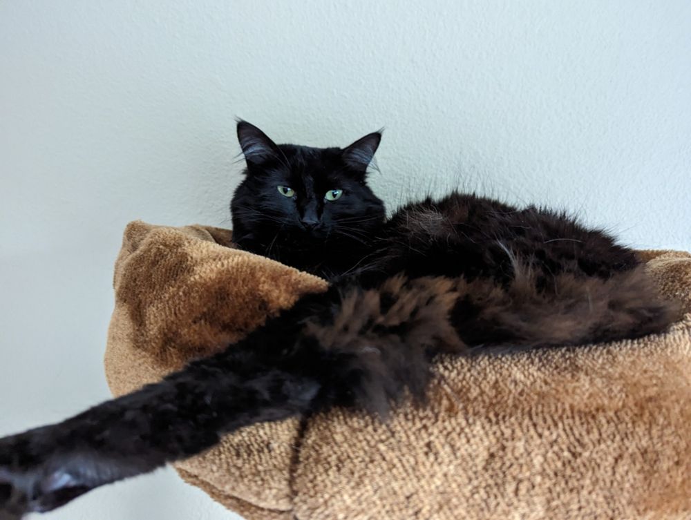 A fluffy black cat with green eyes, Nyx is laying on the top level bed of a green and brown cat tree surveying her domain. She has her back leg sticking out towards the camera and hanging out of the cat bed at the top of the tree.