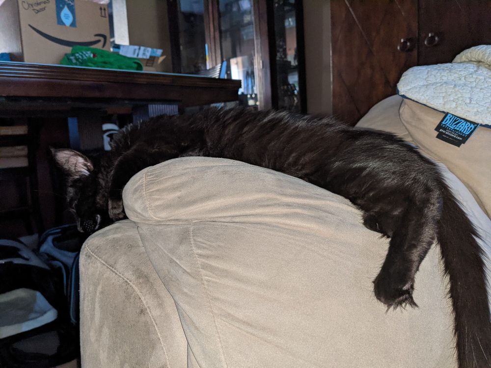 Nyx, a fluffy black kitten with wispy white ear fluffy is fast asleep drapes over the arm of an overstuffed beige sofa. 