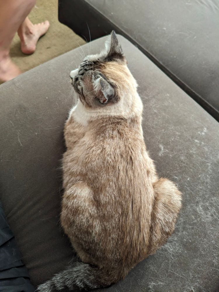 Cat in loaf mode