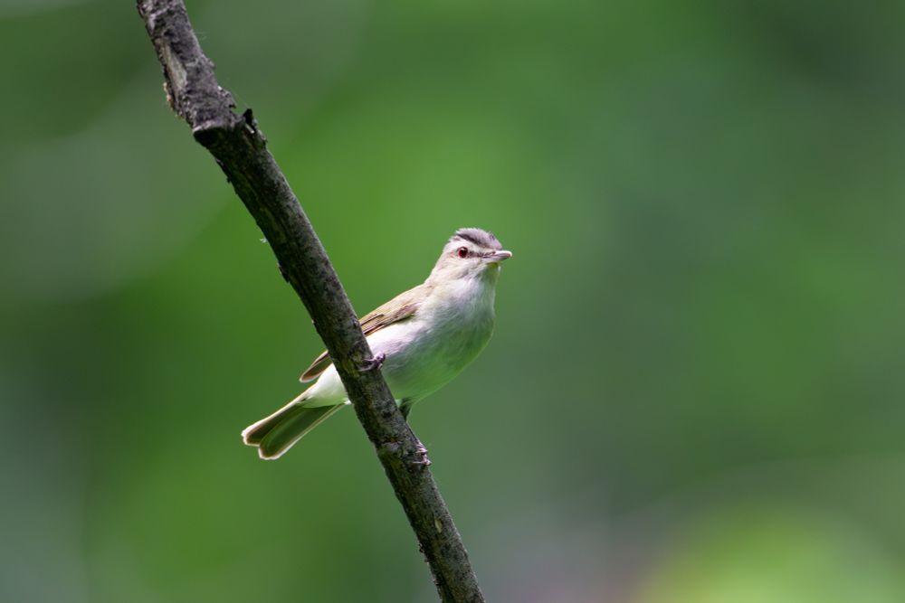 Red-eyed Vireo