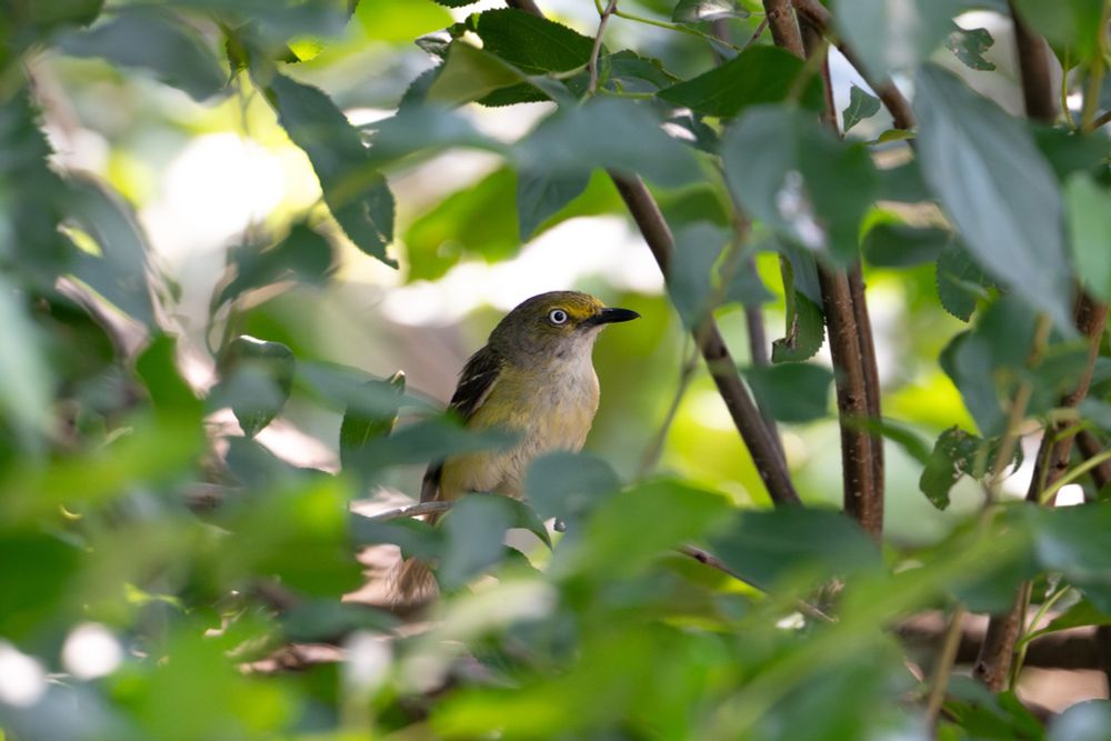 Small yellow-ish bird with bright white eyes.