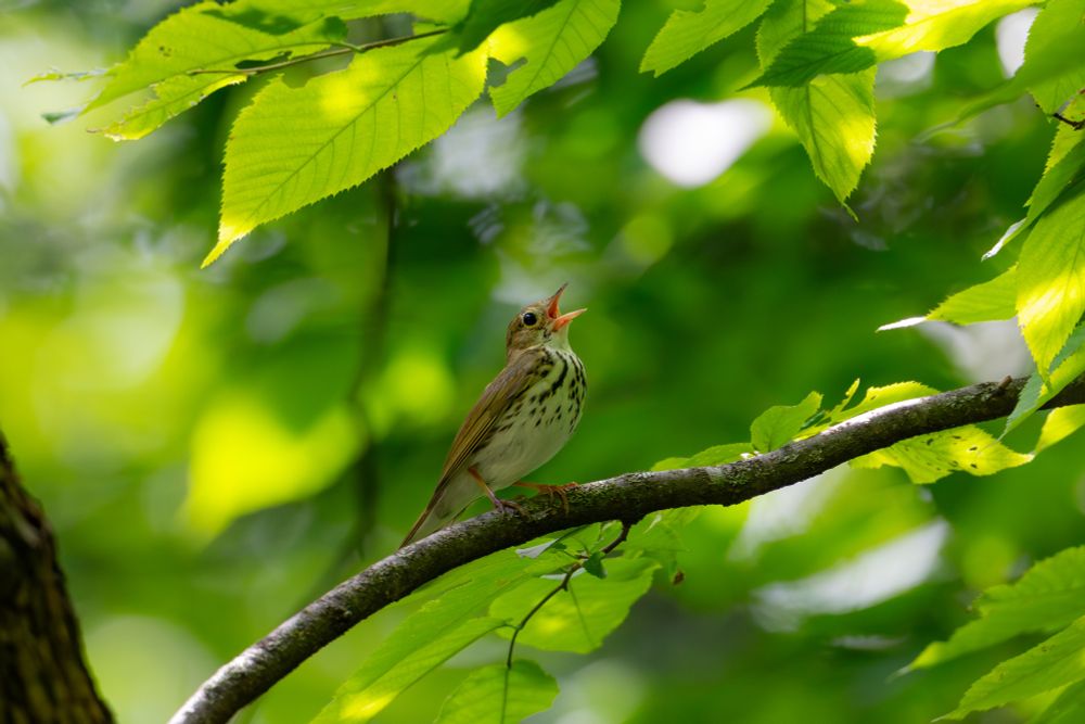 Ovenbird