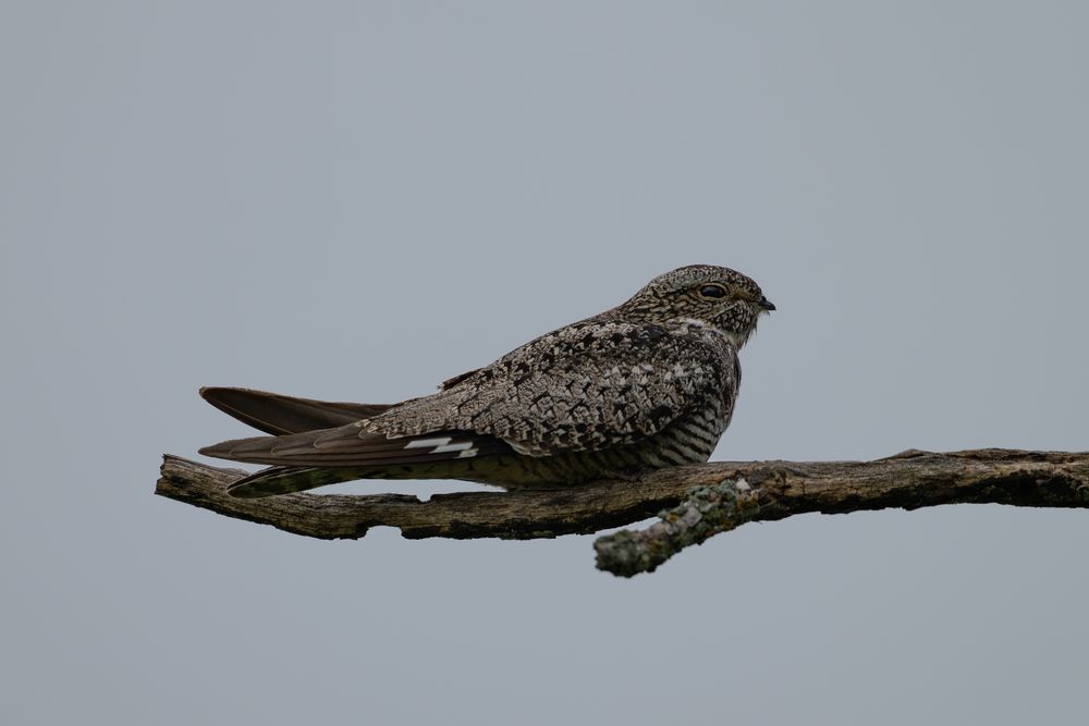 Common Nighthawk