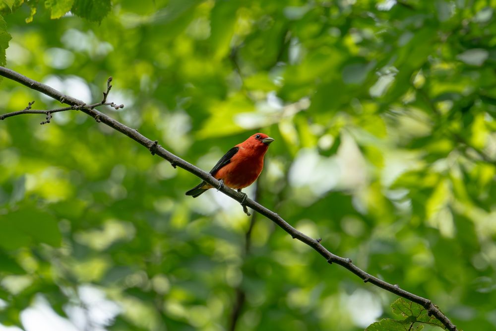 Scarlet Tanager