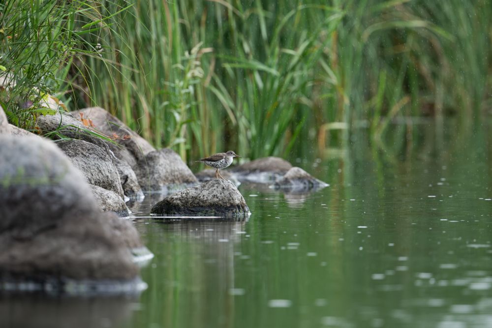 Spotted Sandpiper