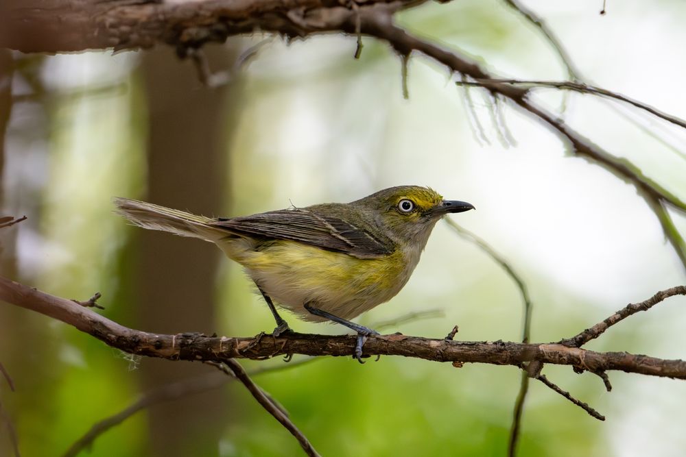 Small yellow-ish bird with bright white eyes.