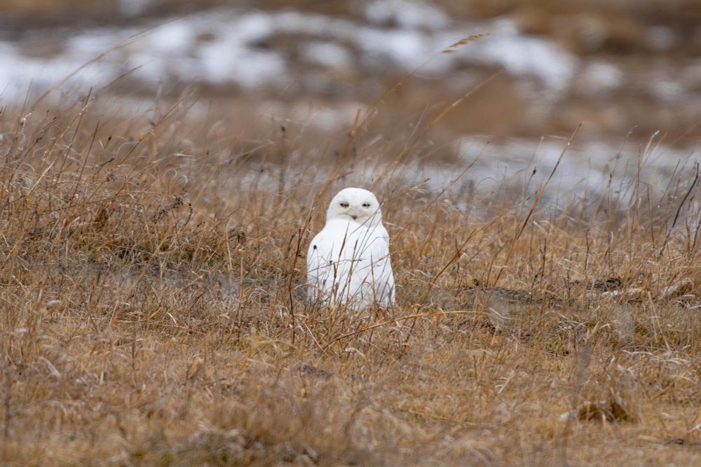 Snowy Owl.