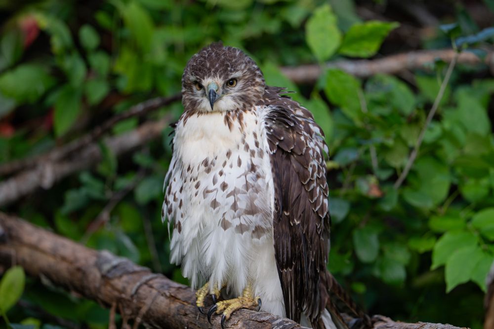 Large bird of prey perched on a log looking at the camera.