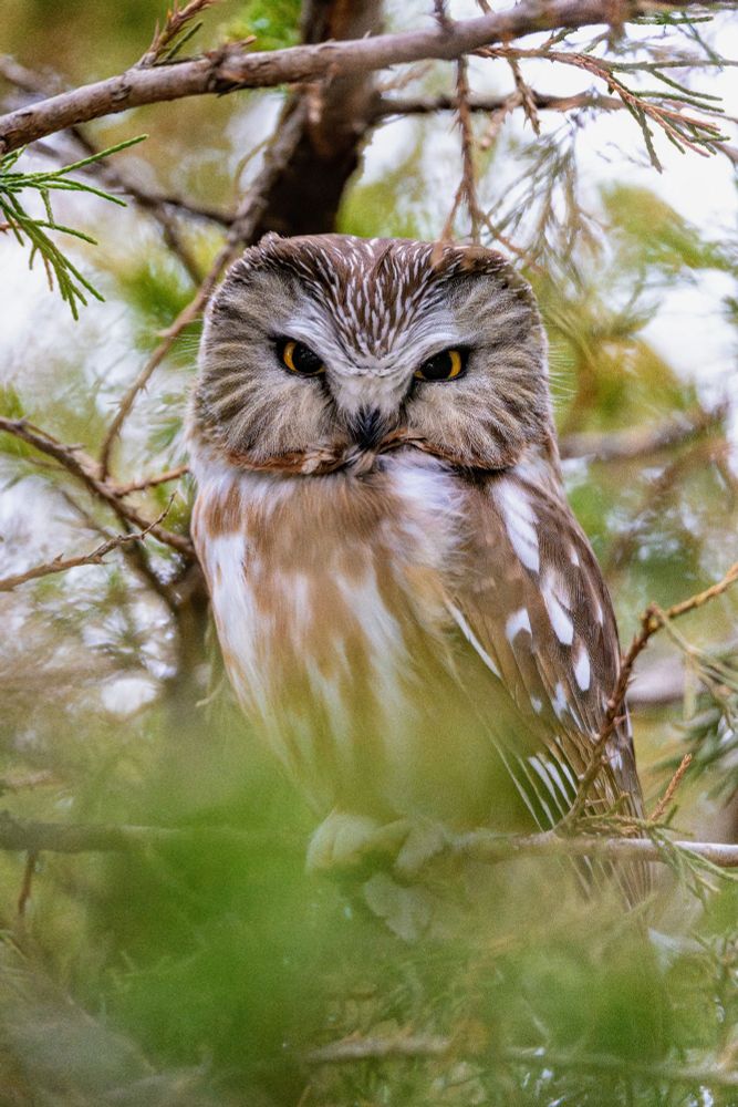 Northern Saw Whet Owl