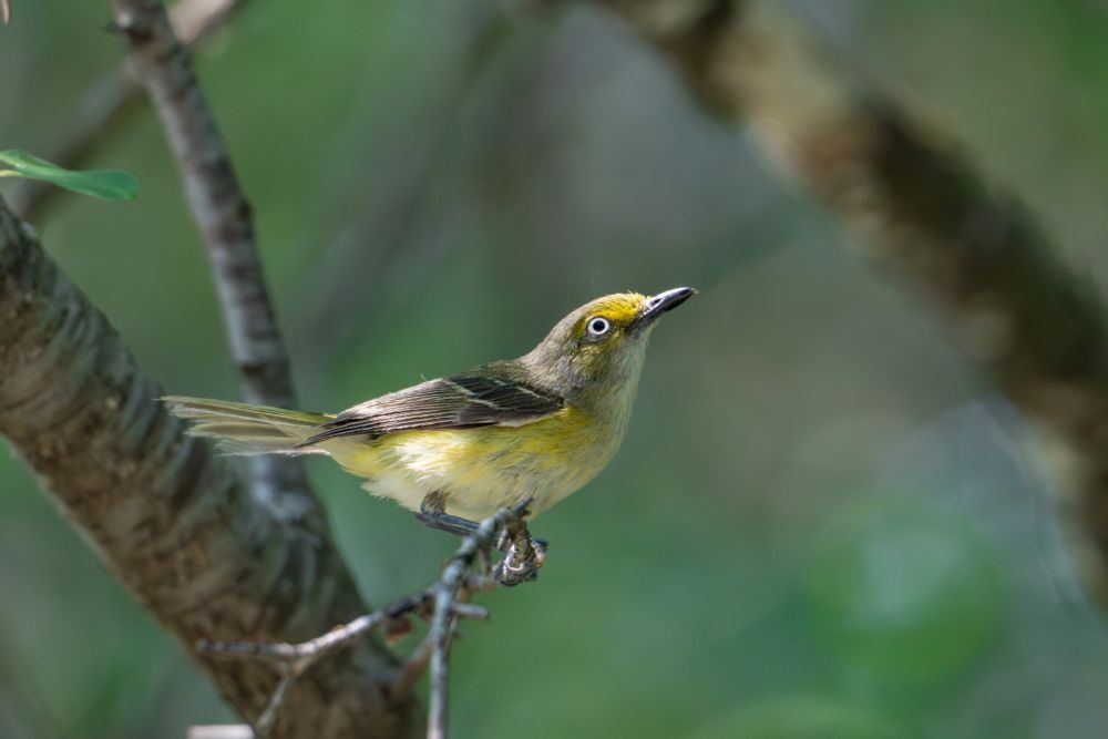 Small yellow-ish bird with bright white eyes.