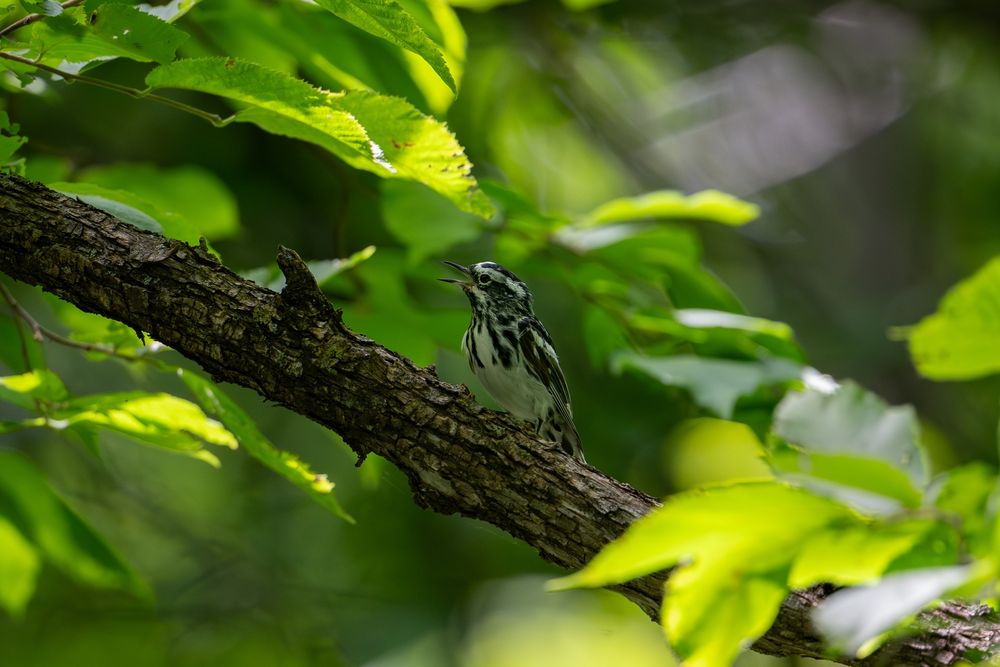 Black-and-white Warbler