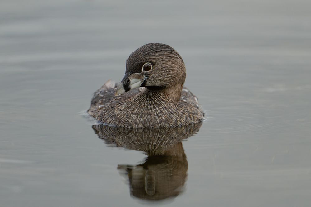 Pied-billed Grebe