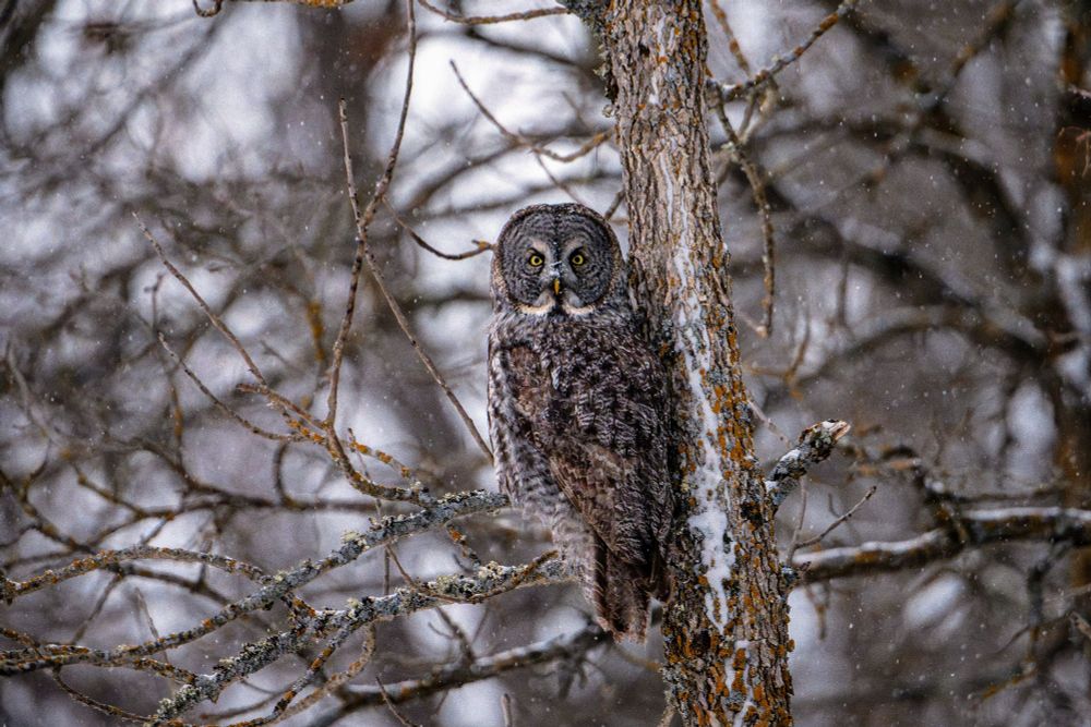 Great Gray Owl