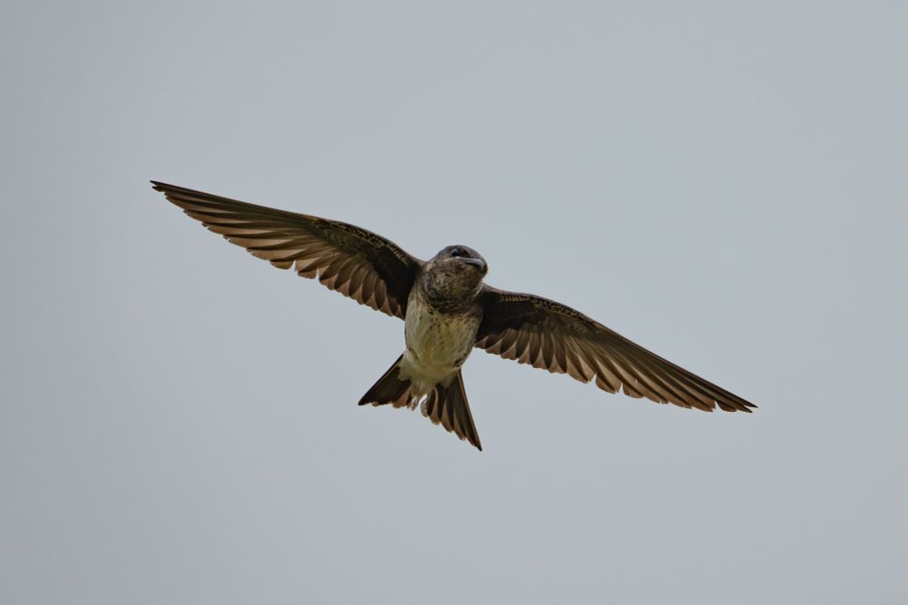 Purple Martin