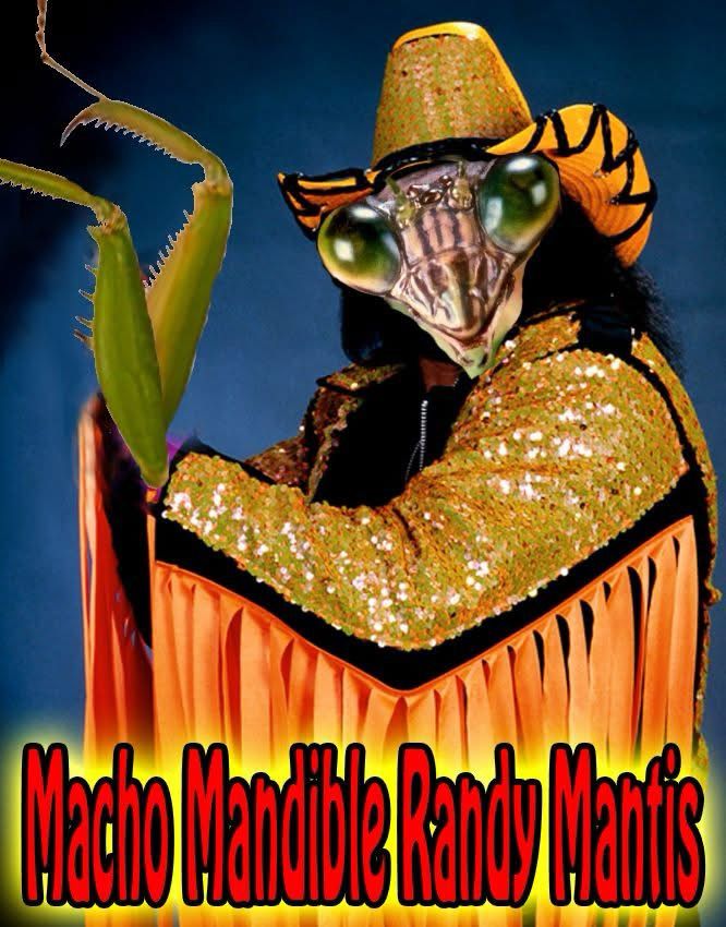 A picture of Macho Man Randy Savage with the head and arms of a praying mantis edited in. The caption reads “Macho Mandible Randy Mantis” 