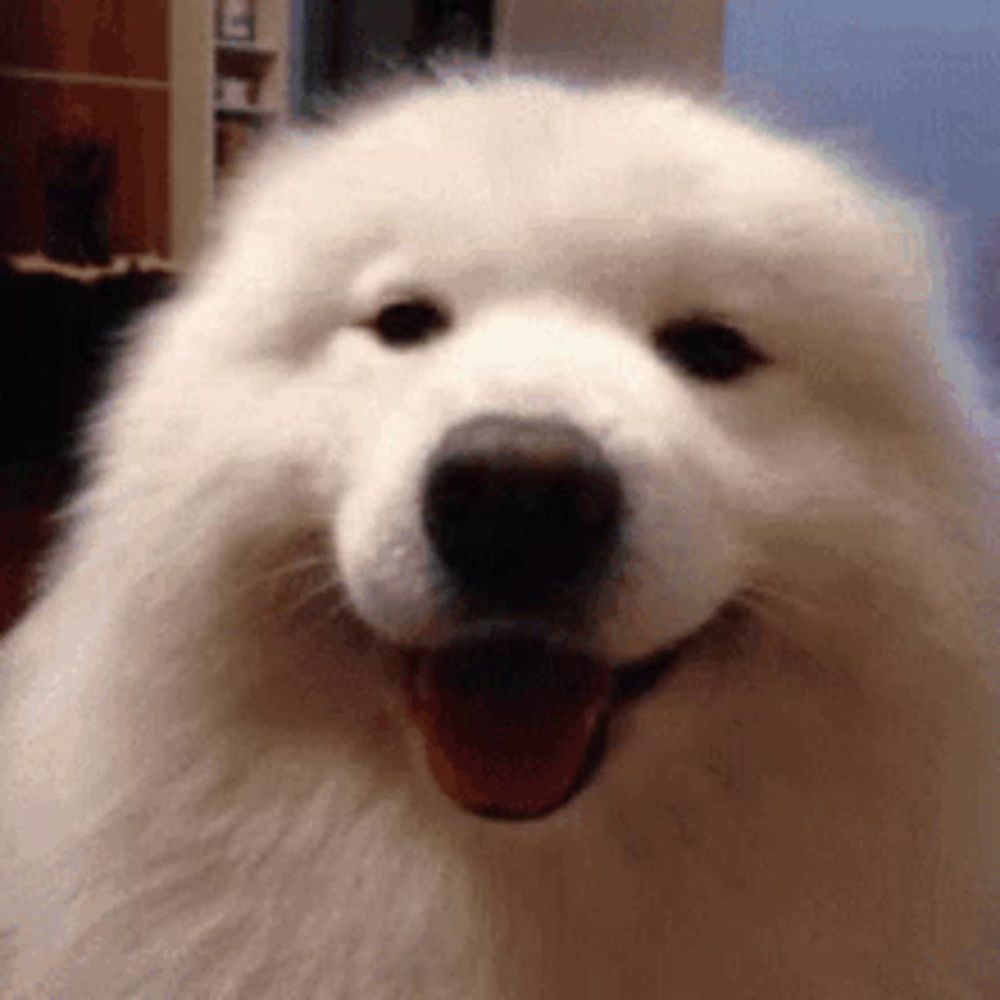 a close up of a white dog 's face with its tongue hanging out .