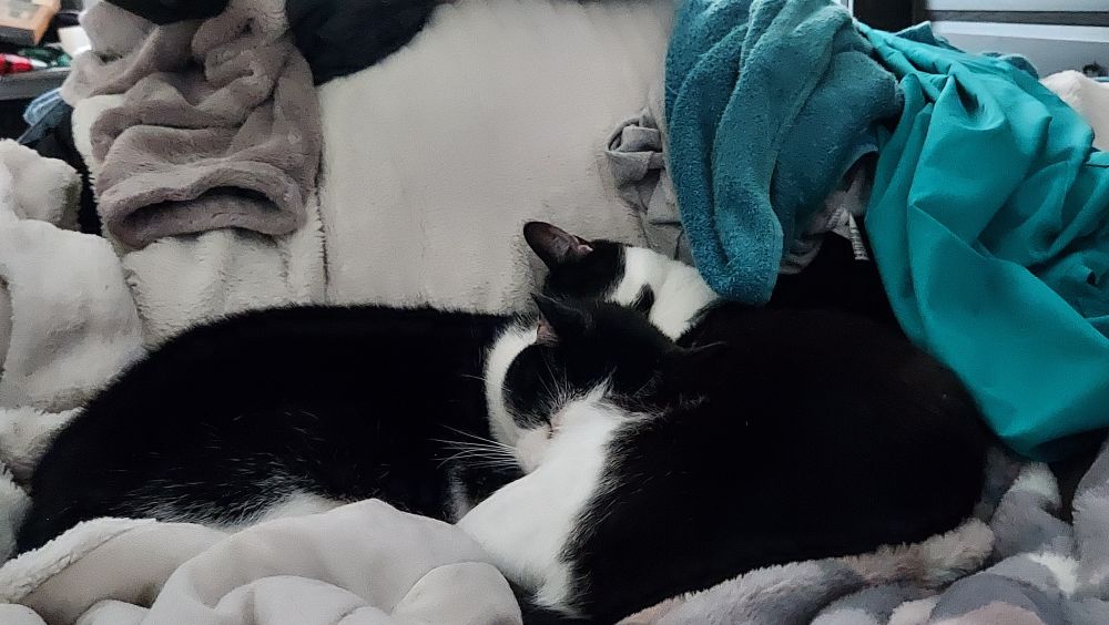 Two black and white cats snuggled up on a pile of blankets