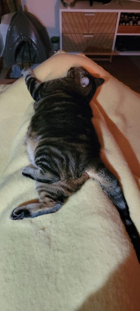 A slightly chonky Tabby cat is stretched out on a wool blanket covering some human legs. She looks very comfortable indeed. 