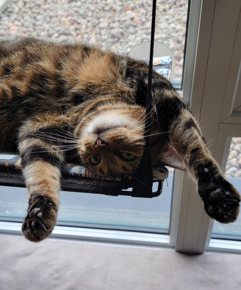 The Tabby cat is now upside down, paws stretched outward, a goofy look on her face