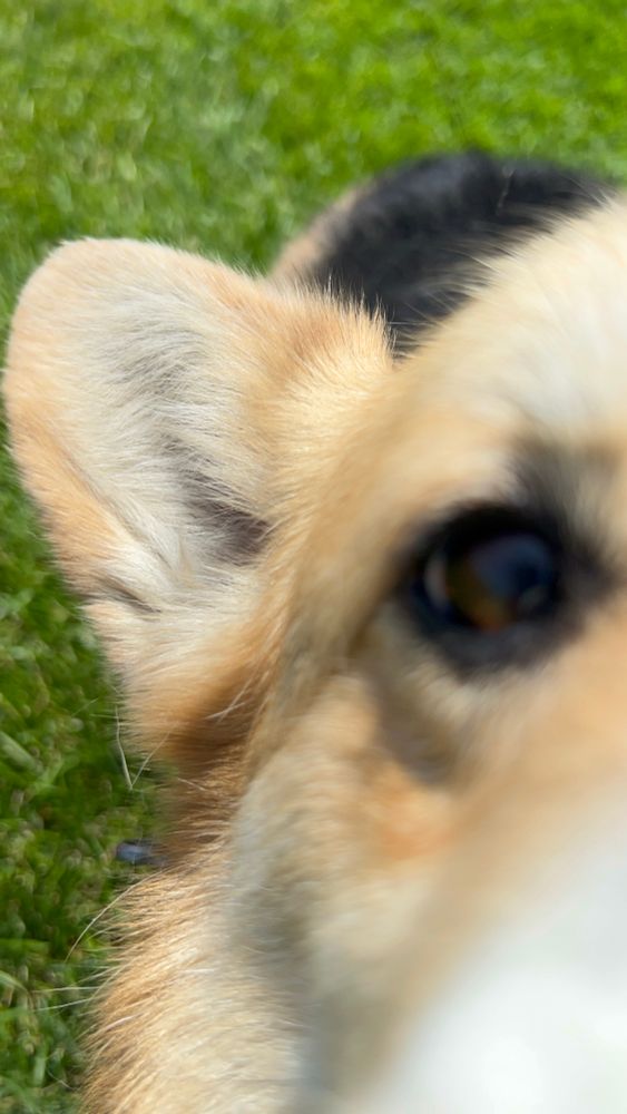 A closeup of Renko’s very cute corgi, AJ.
