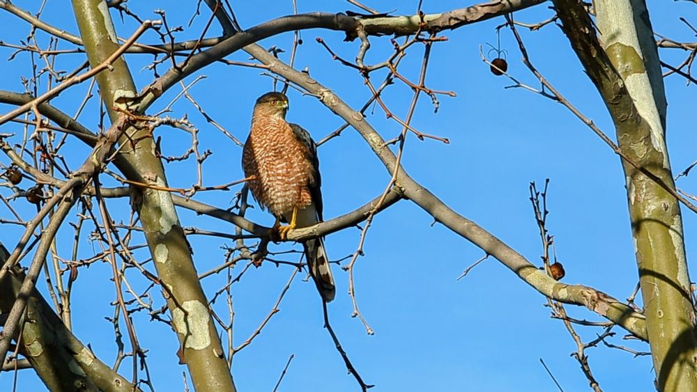 Cooper's hawk 