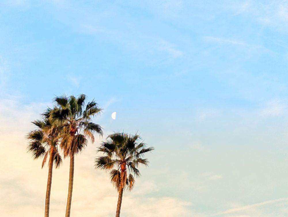 Three palms trees against the sky. The moon is visible.