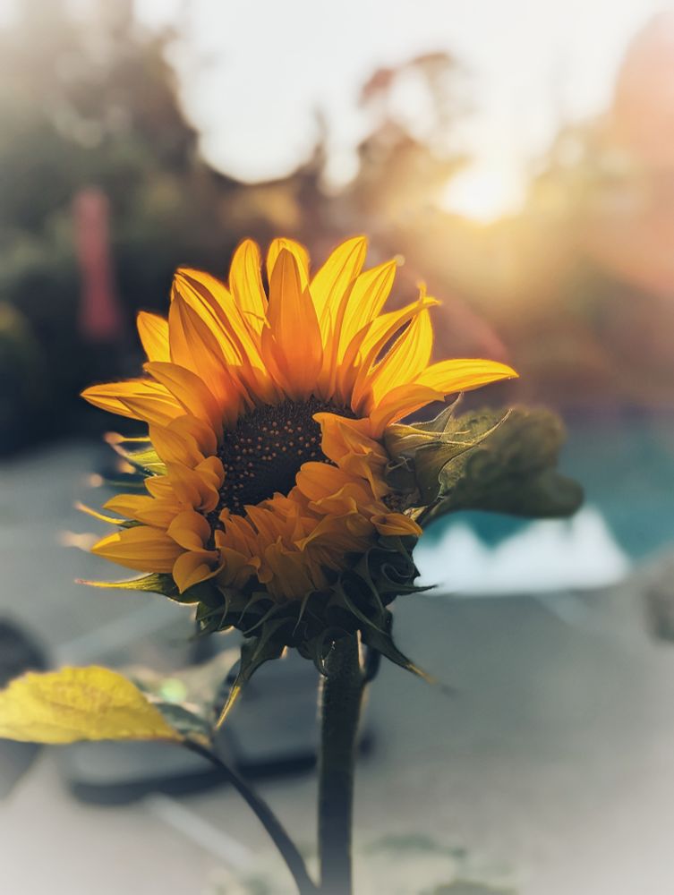 A sunflower closing up at sunset