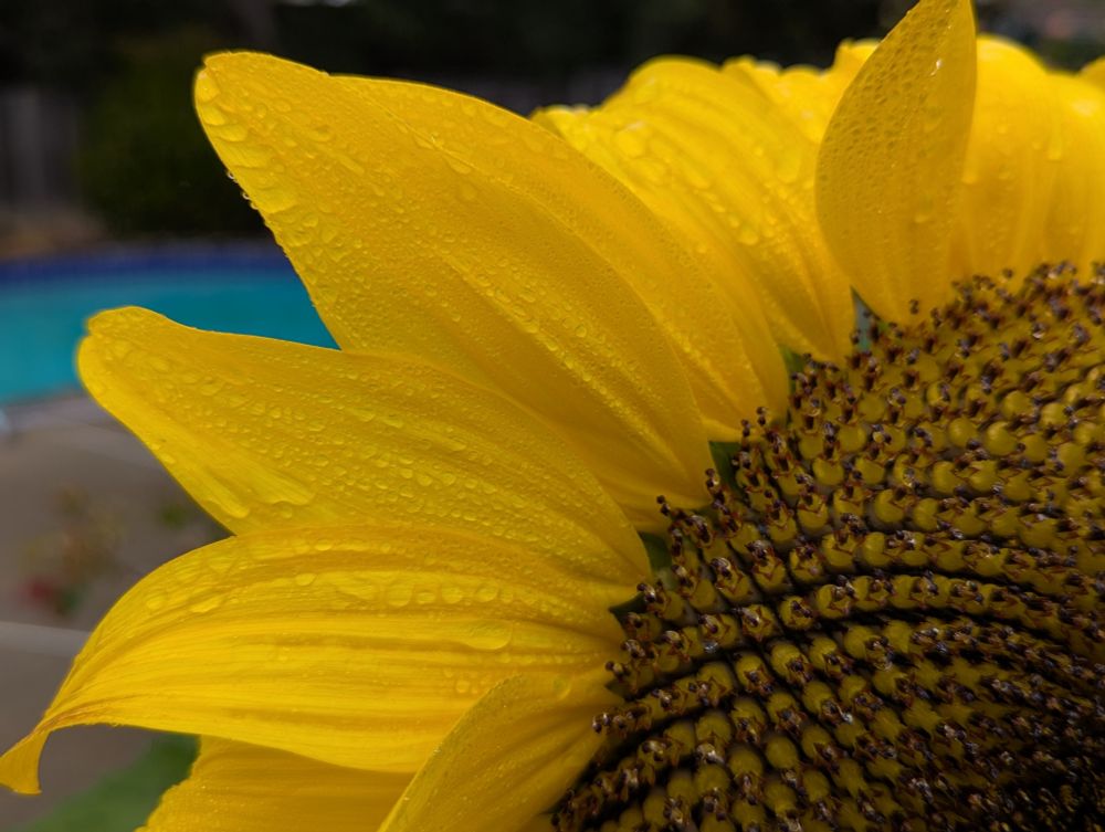 A closeup of a sunflower's petals covered by little droplets of morning dew.