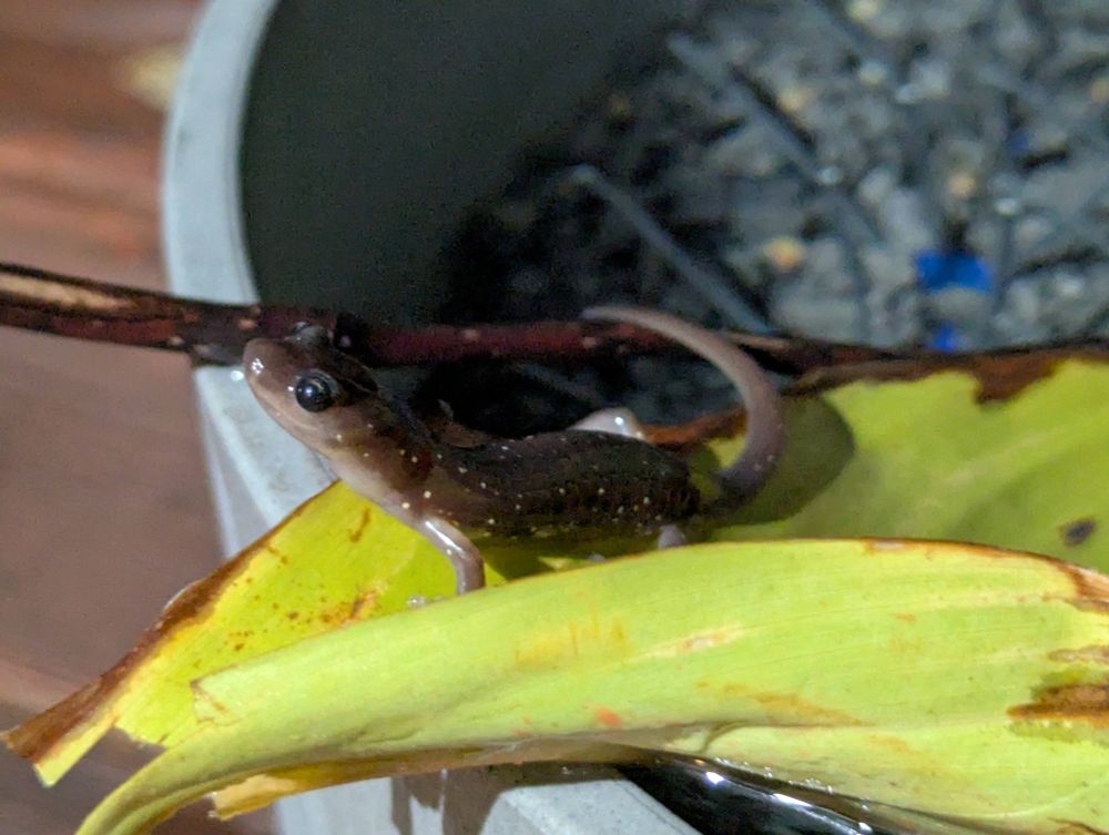 Arboreal salamander