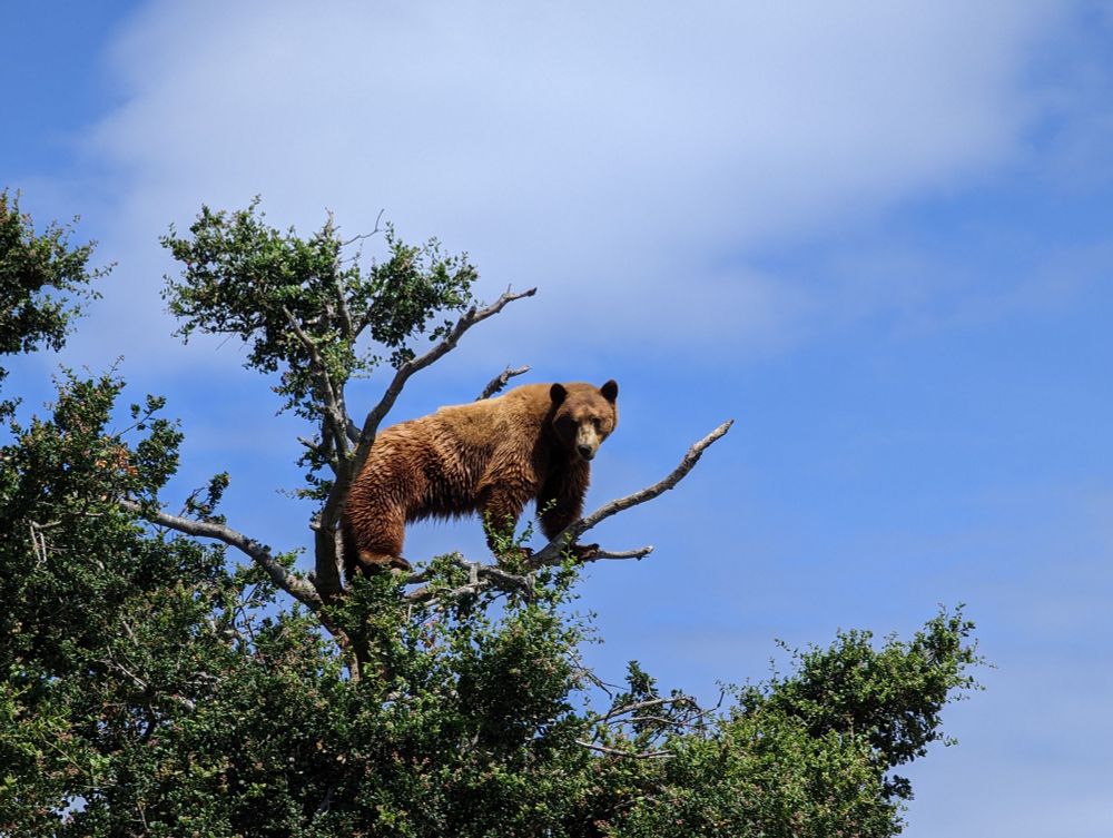 A bear on top of a tree