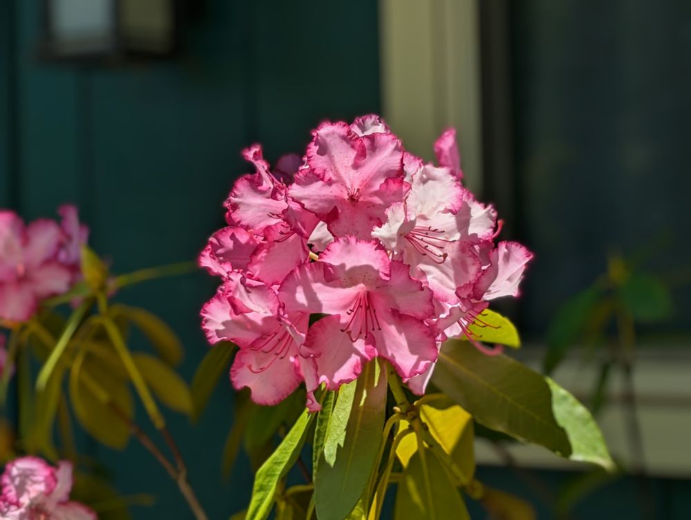 Azaleas 