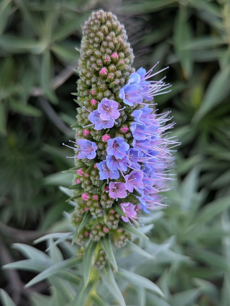 Partially open cluster of flowers.