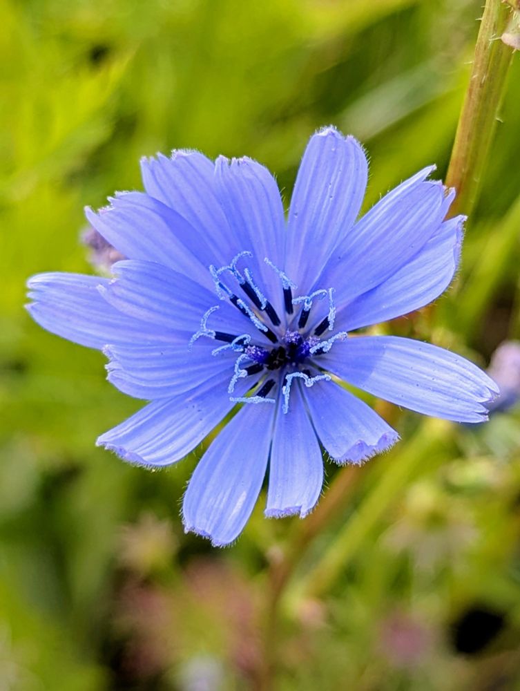 A beautiful light blue flower against a sea of green.