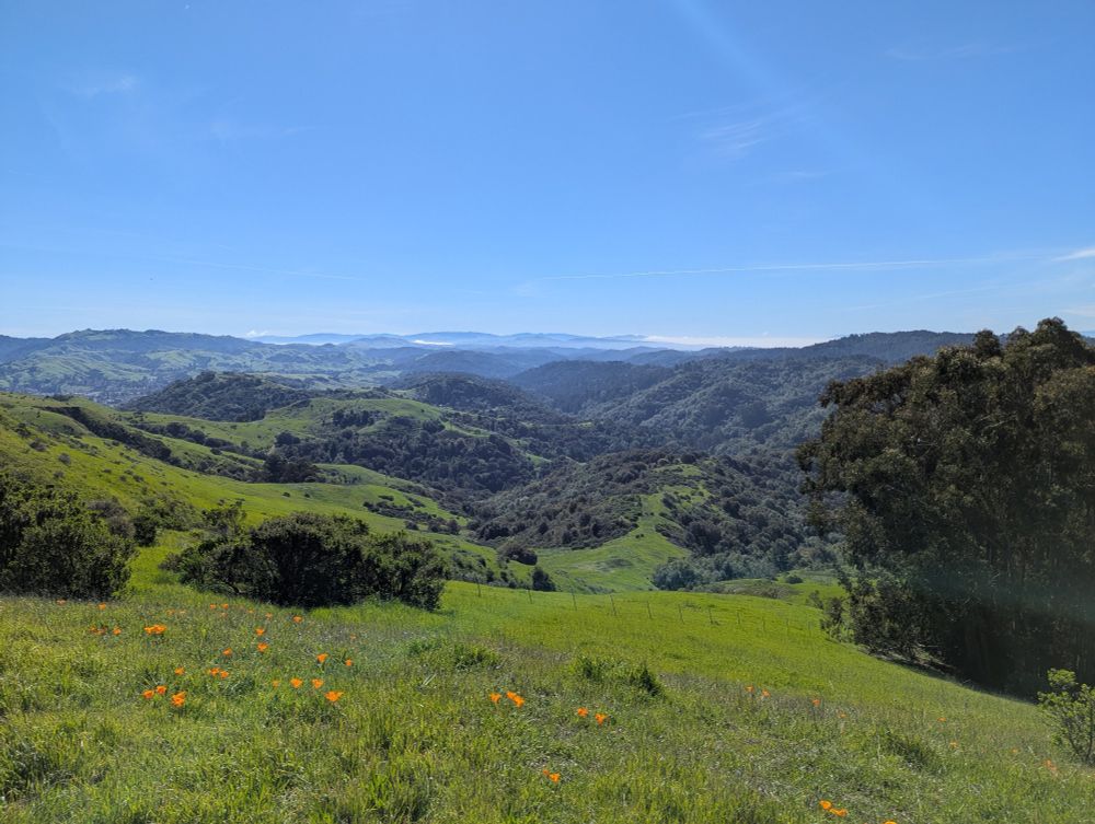 Green hills, California poppies, and the San Francisco Bay far off the horizon 