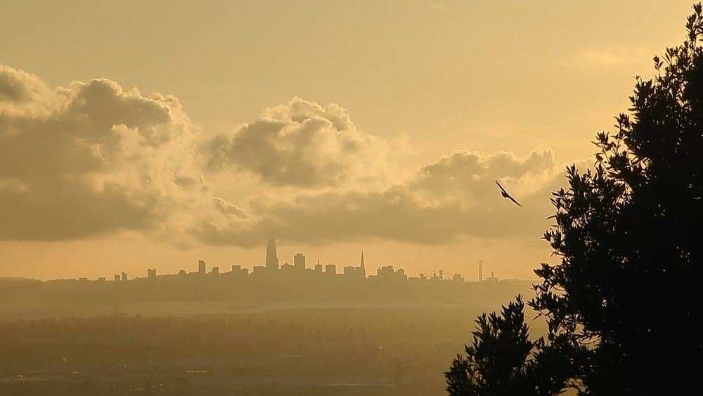 The skyline of San Francisco is in the background against all light orange sky. A bird is flying in the sky.