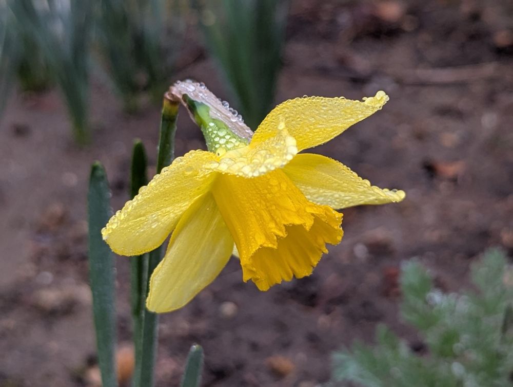 A daffodil covered in small raindrops.