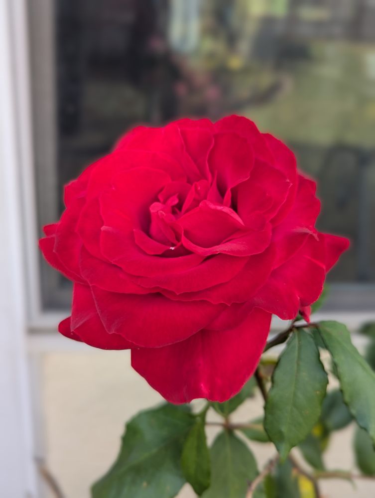A red rose against a blurred background 