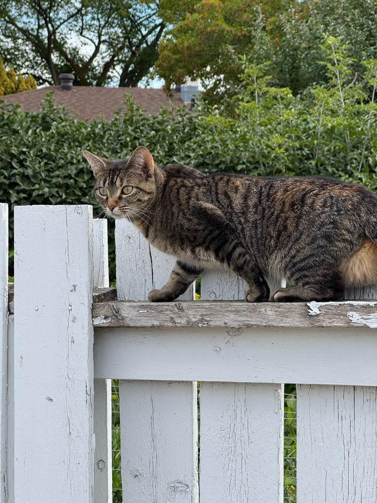 A striped cat with green eyes ponders the situation from atop a white fence