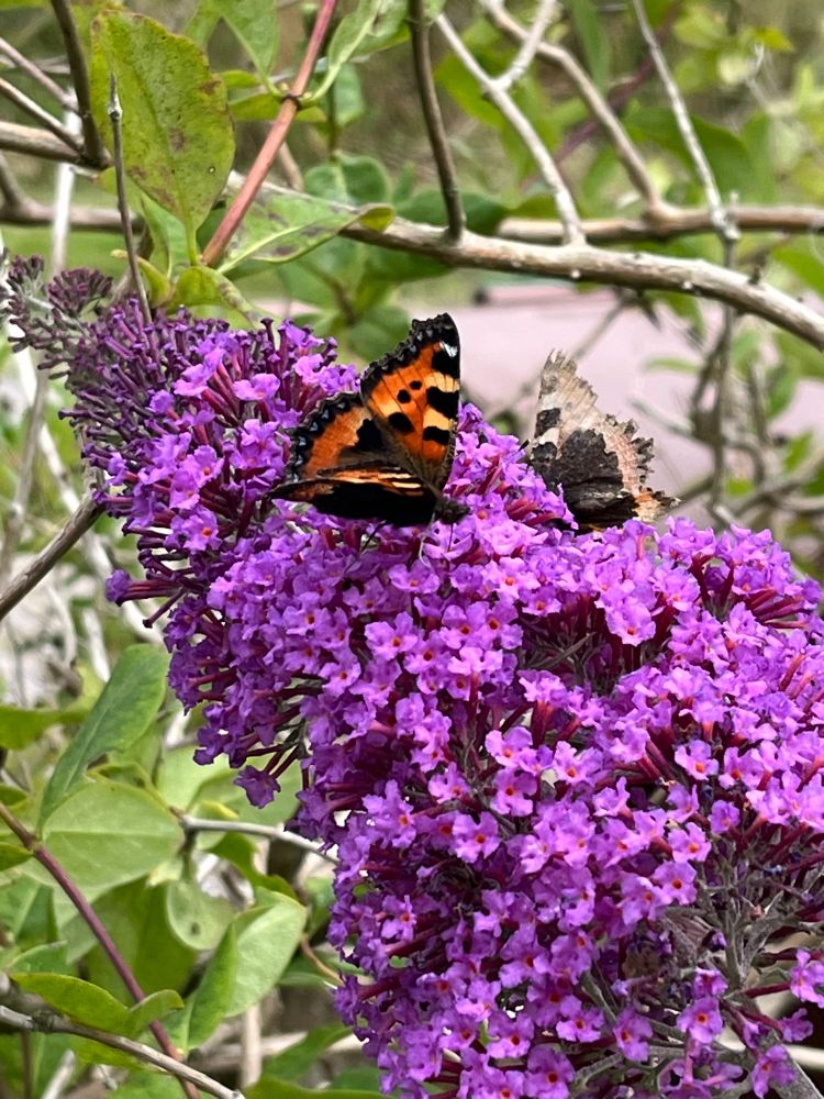 Two small tortoiseshell butterflies on buddleia flower 