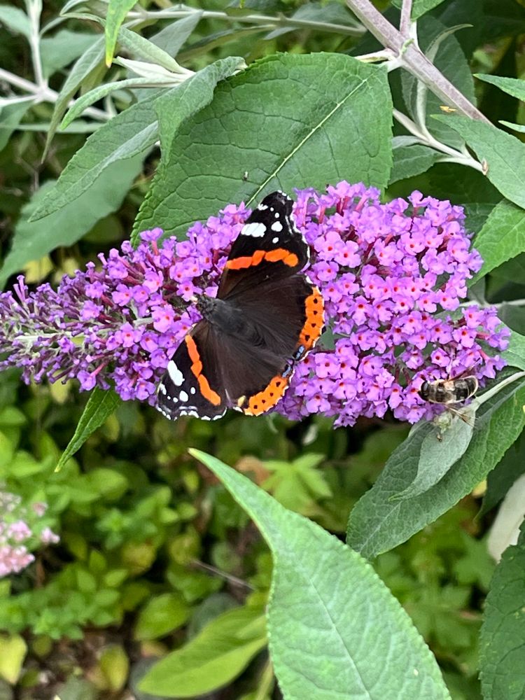 Red admiral butterfly on buddleia flower 