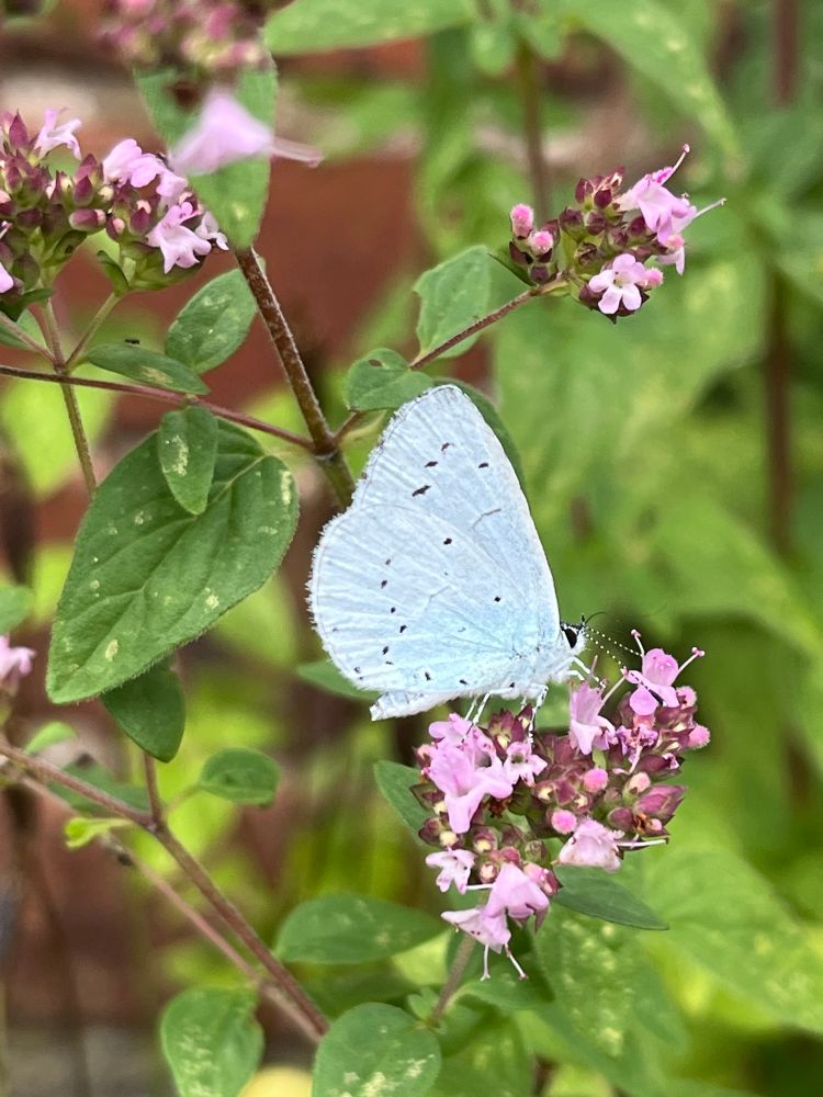 Holly blue butterfly on marjoram 