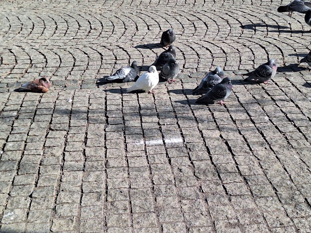 Pigeons enjoying the sun.