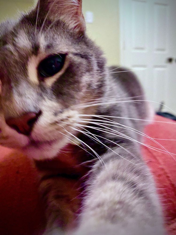 Cat reaching for the camera. 