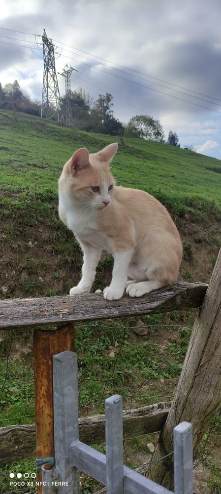 Gato llamado Clarinete subido a una valla de madera
