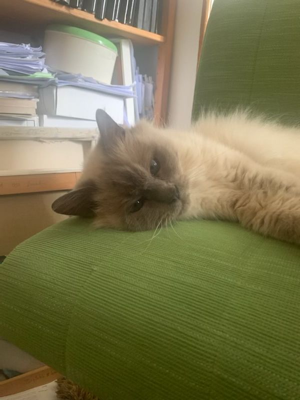 Fluffy white cat lying on a green chair. 