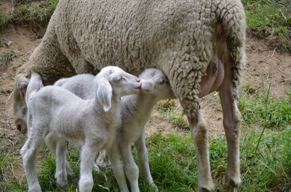 Lamm saugt am Ohr eines Lammes, das am Euter des Mutterschafs saugt. 
